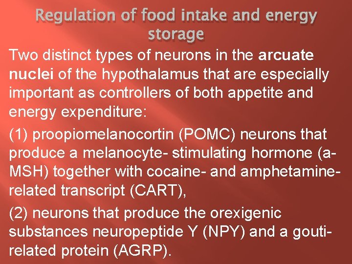 Regulation of food intake and energy storage Two distinct types of neurons in the