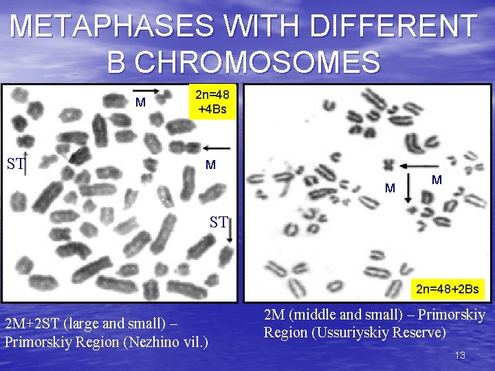 METAPHASES WITH DIFFERENT В CHROMOSOMES M m 2 n=48 +4 Bs m ST M
