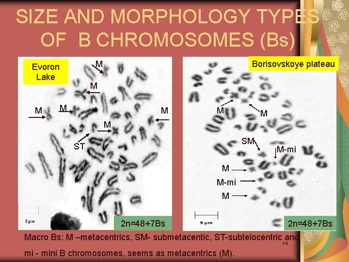 SIZE AND MORPHOLOGY TYPES OF B CHROMOSOMES (Bs) M Evoron Lake M Borisovskoye plateau