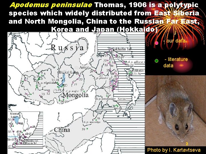Apodemus peninsulae Thomas, 1906 is a polytypic species which widely distributed from East Siberia