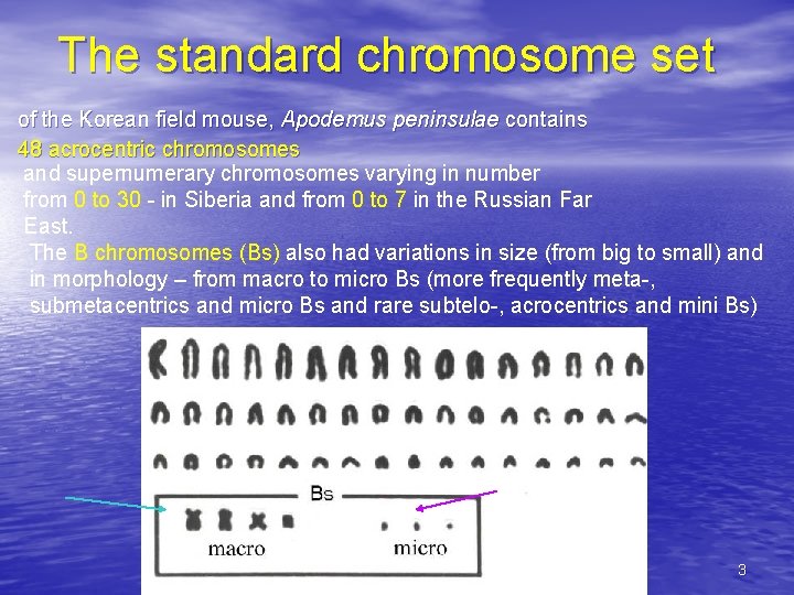 The standard chromosome set of the Korean field mouse, Apodemus peninsulae contains 48 acrocentric