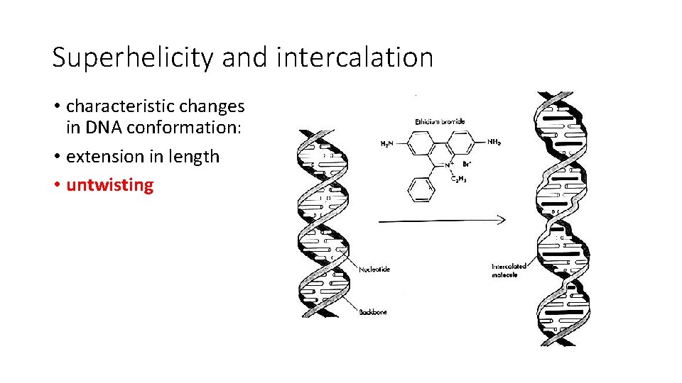 Superhelicity and intercalation • characteristic changes in DNA conformation: • extension in length •