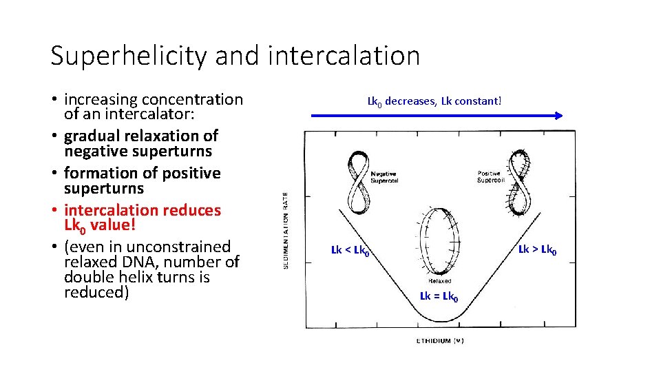 Superhelicity and intercalation • increasing concentration of an intercalator: • gradual relaxation of negative