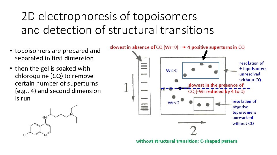 2 D electrophoresis of topoisomers and detection of structural transitions • topoisomers are prepared