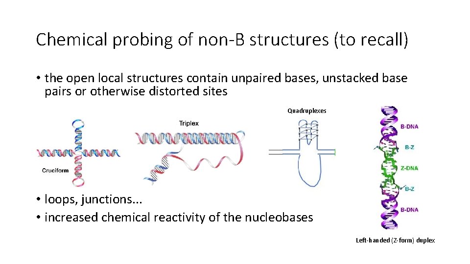 Chemical probing of non-B structures (to recall) • the open local structures contain unpaired