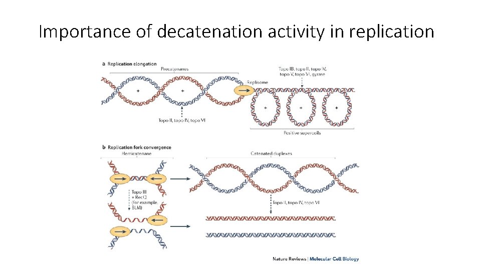 Importance of decatenation activity in replication 