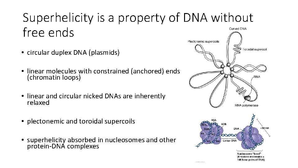 Superhelicity is a property of DNA without free ends • circular duplex DNA (plasmids)