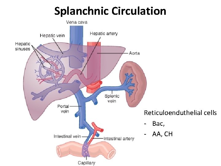 Splanchnic Circulation Reticuloenduthelial cells - Bac, - AA, CH 