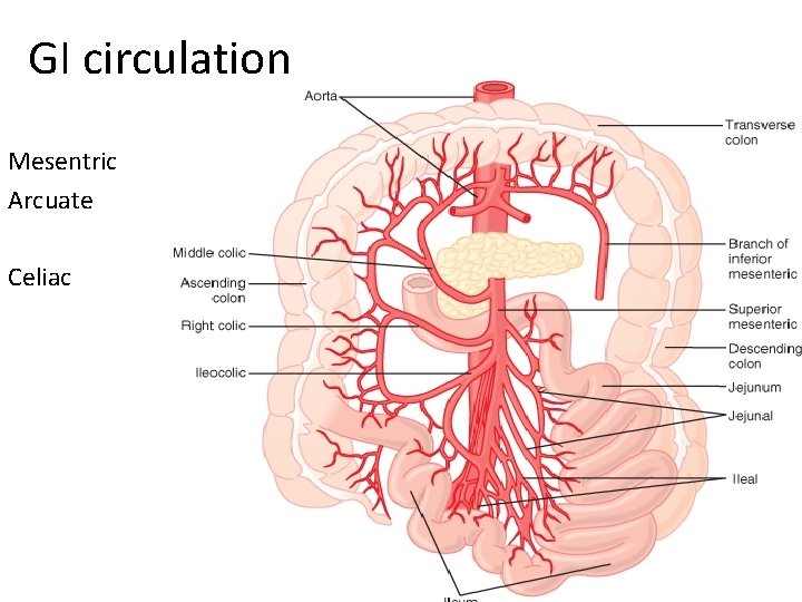 GI circulation Mesentric Arcuate Celiac 