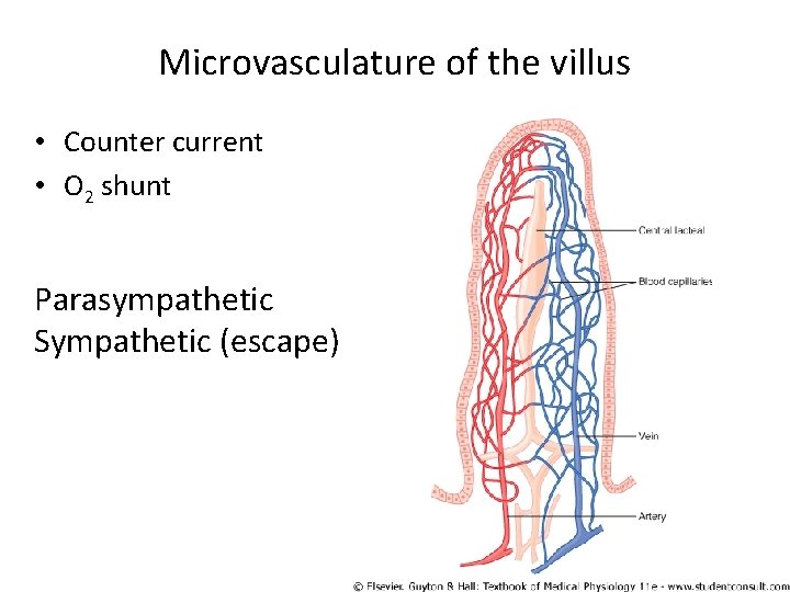 Microvasculature of the villus • Counter current • O 2 shunt Parasympathetic Sympathetic (escape)