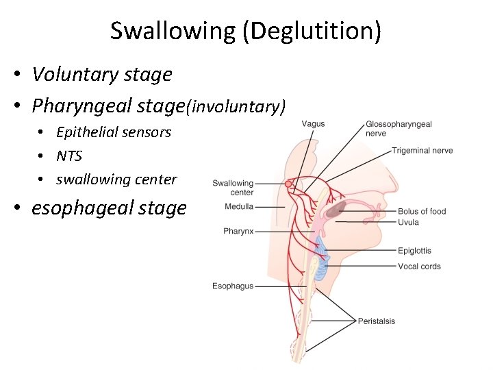 Swallowing (Deglutition) • Voluntary stage • Pharyngeal stage(involuntary) • Epithelial sensors • NTS •
