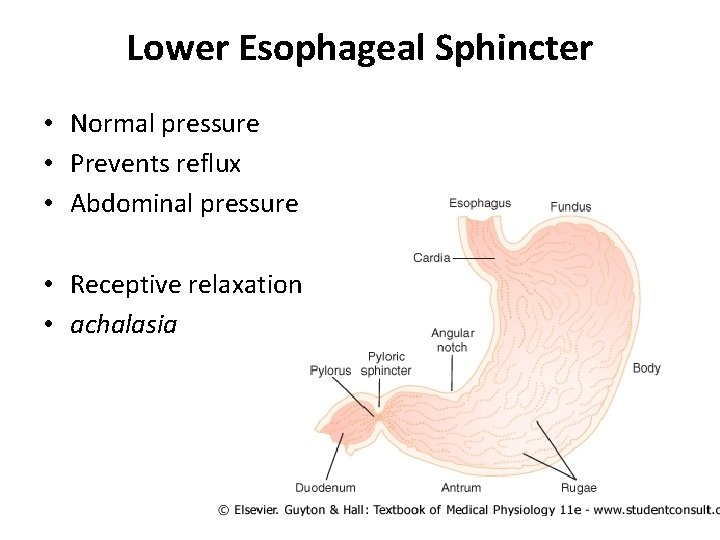 Lower Esophageal Sphincter • Normal pressure • Prevents reflux • Abdominal pressure • Receptive