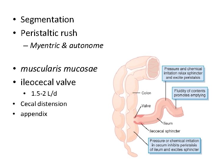  • Segmentation • Peristaltic rush – Myentric & autonome • muscularis mucosae •