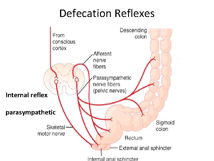 Defecation Reflexes Internal reflex parasympathetic 