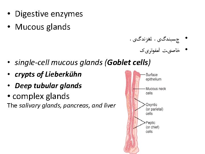  • Digestive enzymes • Mucous glands ، ﻟﻐﺰﻧﺪگی ، • چﺴﺒﻨﺪگی • ﺧﺎﺻیﺖ