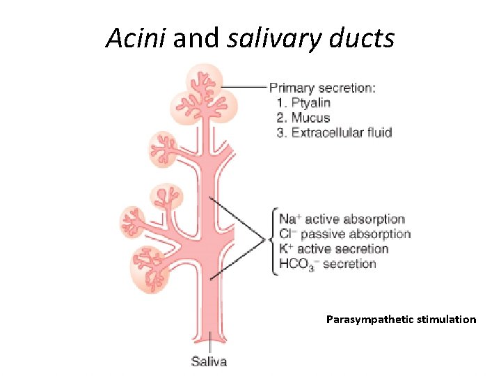 Acini and salivary ducts Parasympathetic stimulation 