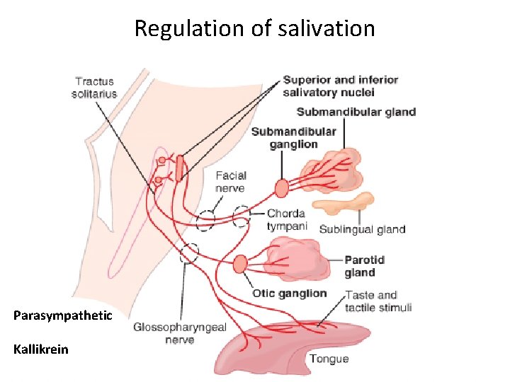 Regulation of salivation Parasympathetic Kallikrein 