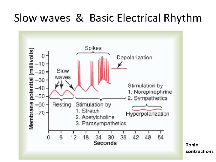 Slow waves & Basic Electrical Rhythm Tonic contractions 