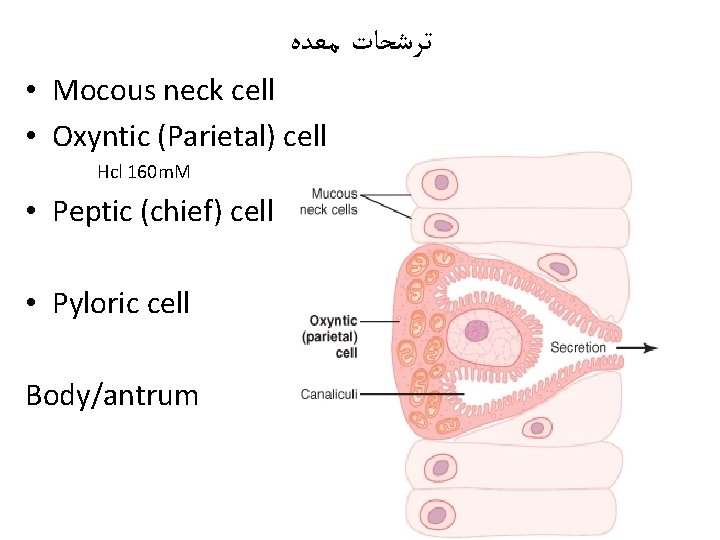  ﺗﺮﺷﺤﺎﺕ ﻣﻌﺪﻩ • Mocous neck cell • Oxyntic (Parietal) cell Hcl 160 m.