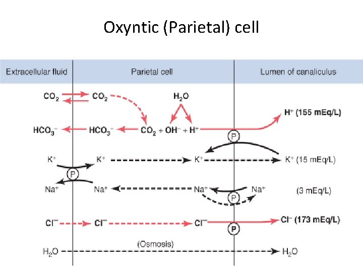 Oxyntic (Parietal) cell 