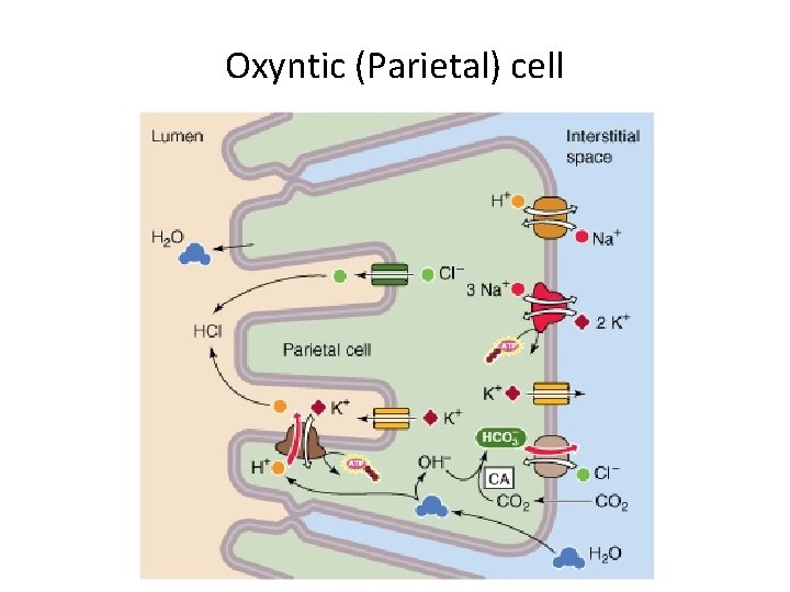 Oxyntic (Parietal) cell 