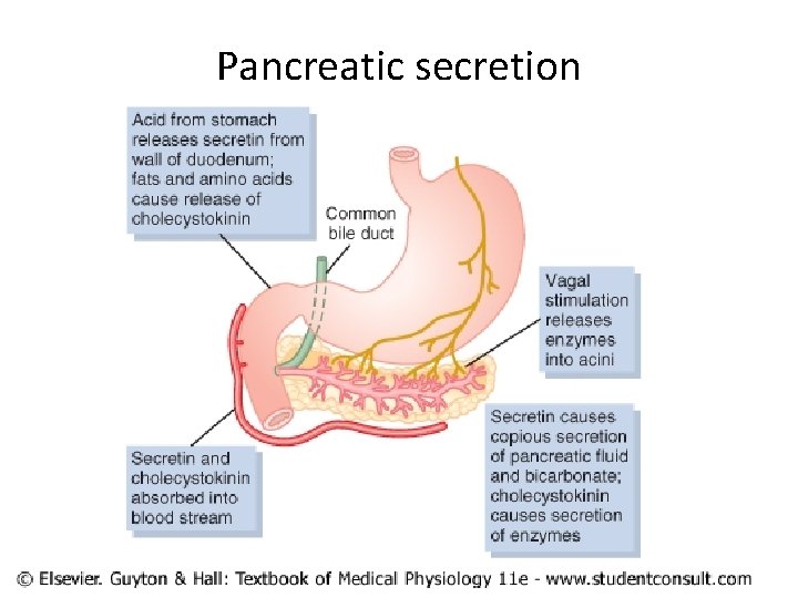 Pancreatic secretion 