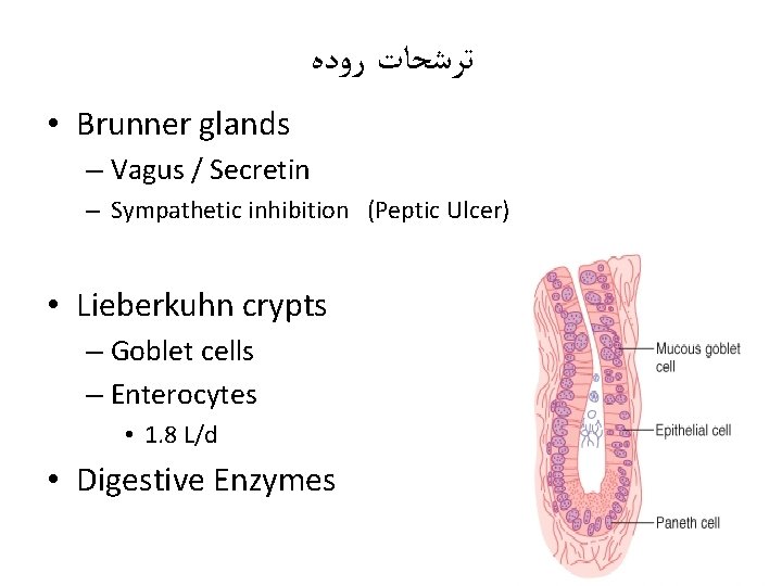  ﺗﺮﺷﺤﺎﺕ ﺭﻭﺩﻩ • Brunner glands – Vagus / Secretin – Sympathetic inhibition (Peptic
