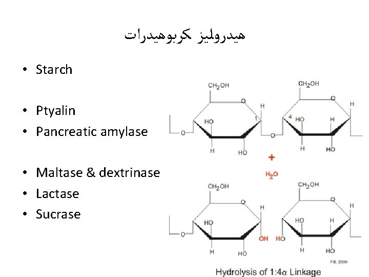  ﻫﻴﺪﺭﻭﻟﻴﺰ ﻛﺮﺑﻮﻫﻴﺪﺭﺍﺕ • Starch • Ptyalin • Pancreatic amylase • Maltase & dextrinase