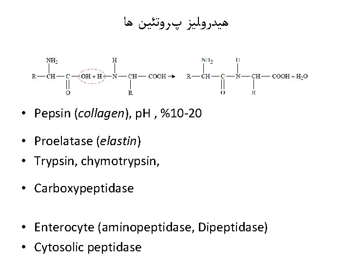  ﻫﻴﺪﺭﻭﻟﻴﺰ پﺮﻭﺗﺌﻴﻦ ﻫﺎ • Pepsin (collagen), p. H , %10 -20 • Proelatase