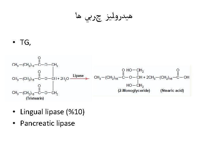  ﻫﻴﺪﺭﻭﻟﻴﺰ چﺮﺑﻲ ﻫﺎ • TG, • Lingual lipase (%10) • Pancreatic lipase 