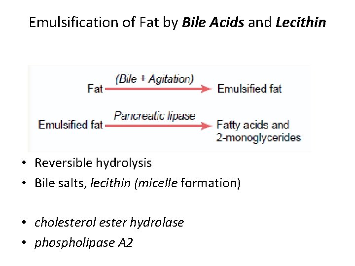 Emulsification of Fat by Bile Acids and Lecithin • Reversible hydrolysis • Bile salts,