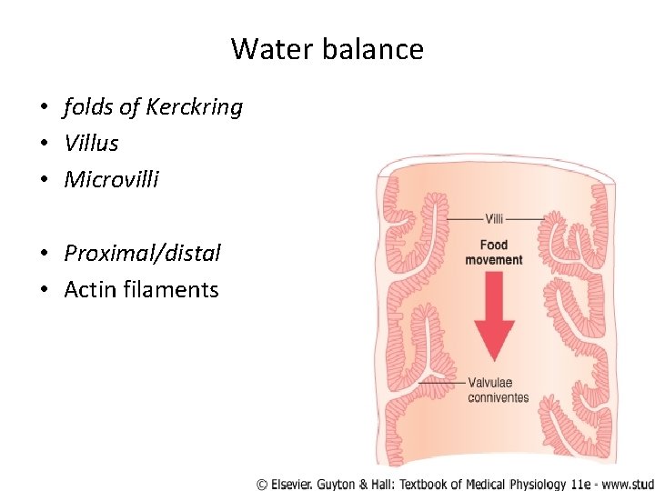 Water balance • folds of Kerckring • Villus • Microvilli • Proximal/distal • Actin