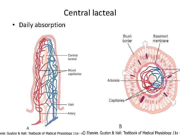 Central lacteal • Daily absorption 