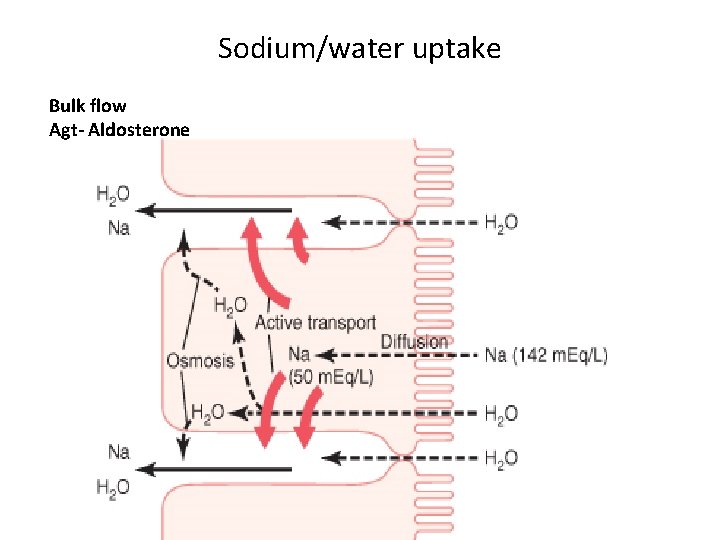 Sodium/water uptake Bulk flow Agt- Aldosterone 