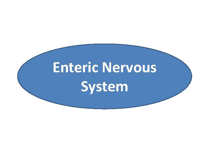 Enteric Nervous System 