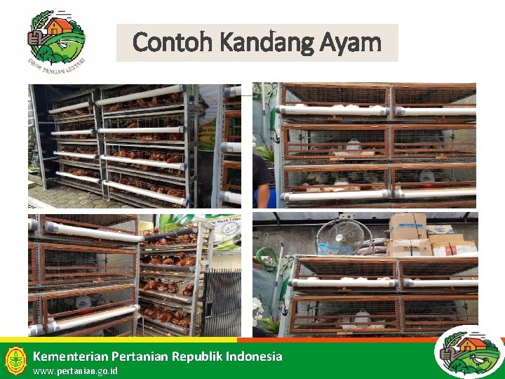 Contoh Kandang Ayam 21 Kementerian Pertanian Republik Indonesia www. pertanian. go. id 21 