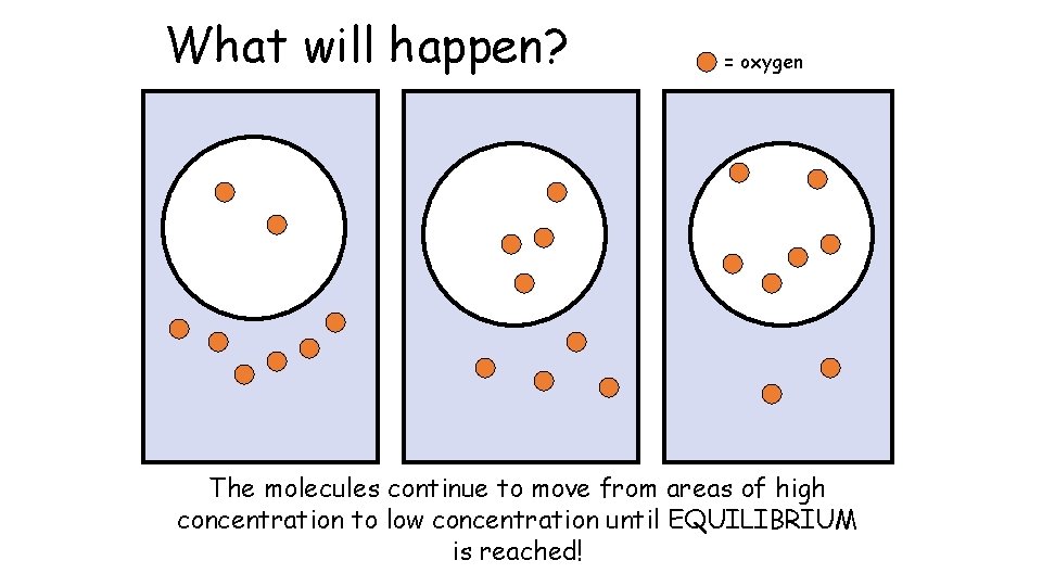What will happen? = oxygen The molecules continue to move from areas of high