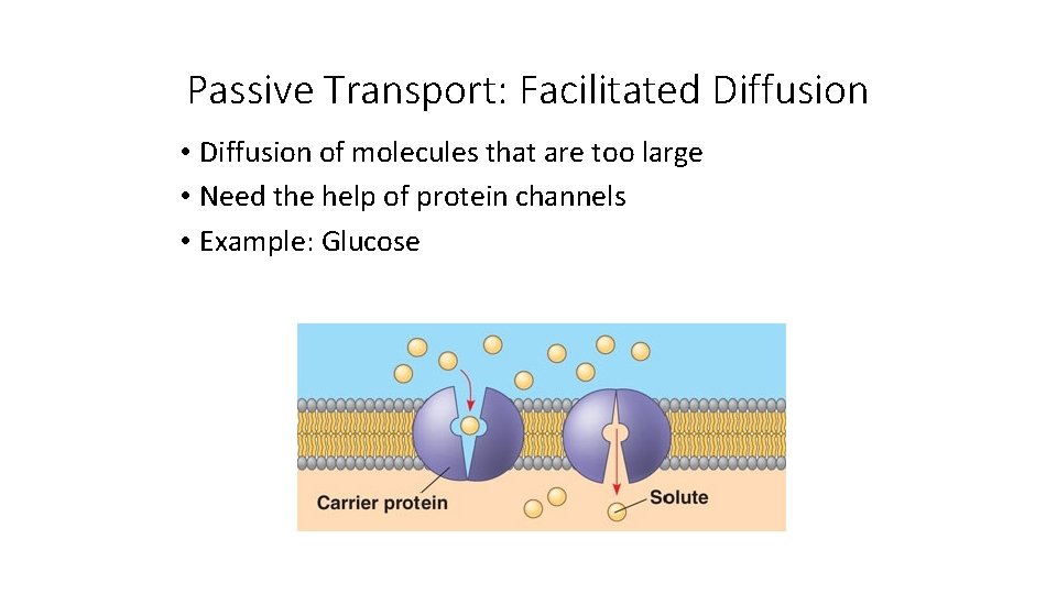 Passive Transport: Facilitated Diffusion • Diffusion of molecules that are too large • Need