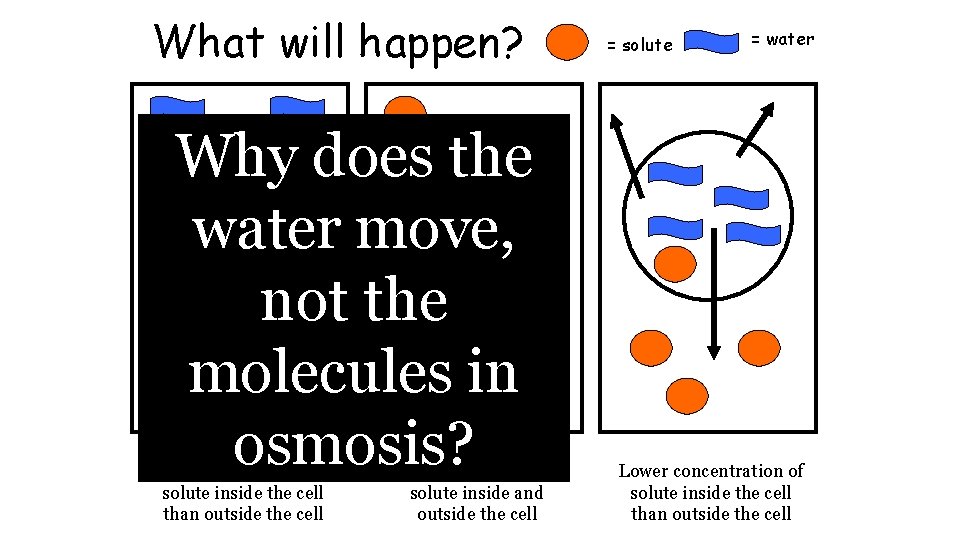 What will happen? Why does the water move, not the molecules in osmosis? Higher