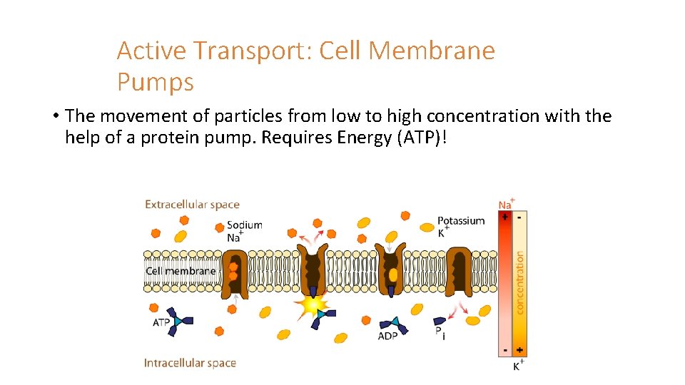 Active Transport: Cell Membrane Pumps • The movement of particles from low to high