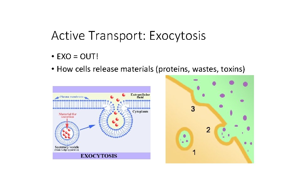 Active Transport: Exocytosis • EXO = OUT! • How cells release materials (proteins, wastes,