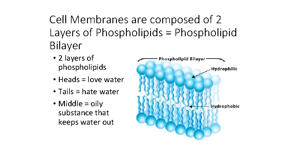 Cell Membranes are composed of 2 Layers of Phospholipids = Phospholipid Bilayer • 2
