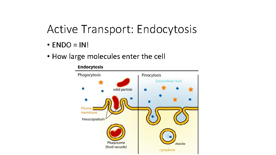 Active Transport: Endocytosis • ENDO = IN! • How large molecules enter the cell