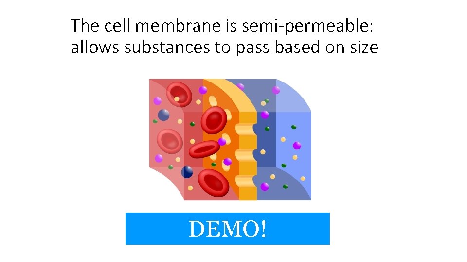 The cell membrane is semi-permeable: allows substances to pass based on size DEMO! 