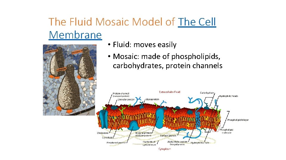 The Fluid Mosaic Model of The Cell Membrane • Fluid: moves easily • Mosaic:
