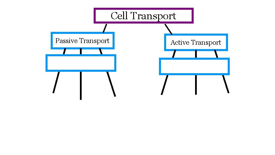 Cell Transport Passive Transport Active Transport 