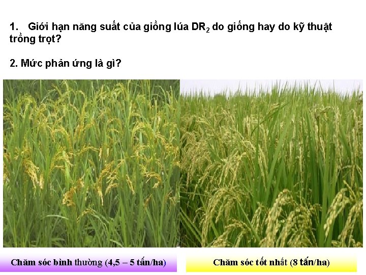 1. Giới hạn năng suất của giồng lúa DR 2 do giống hay do