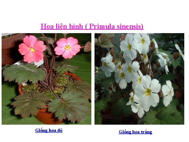 Hoa liên hình ( Primula sinensis) Giống hoa đỏ Giống hoa trắng 