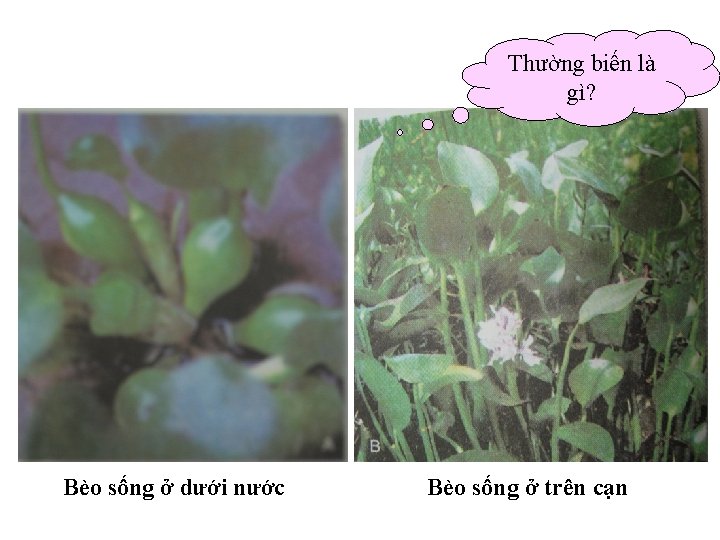 Thường biến là gì? Bèo sống ở dưới nước Bèo sống ở trên cạn