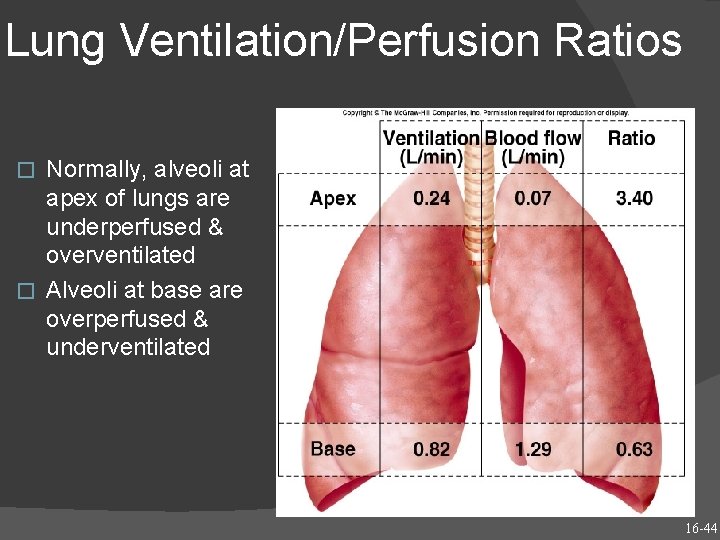 Lung Ventilation/Perfusion Ratios Normally, alveoli at apex of lungs are underperfused & overventilated �